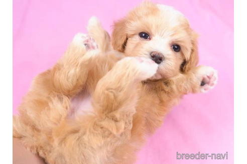 成約済の東京都のマルプー:マルチーズ×トイプードル-189235の2枚目